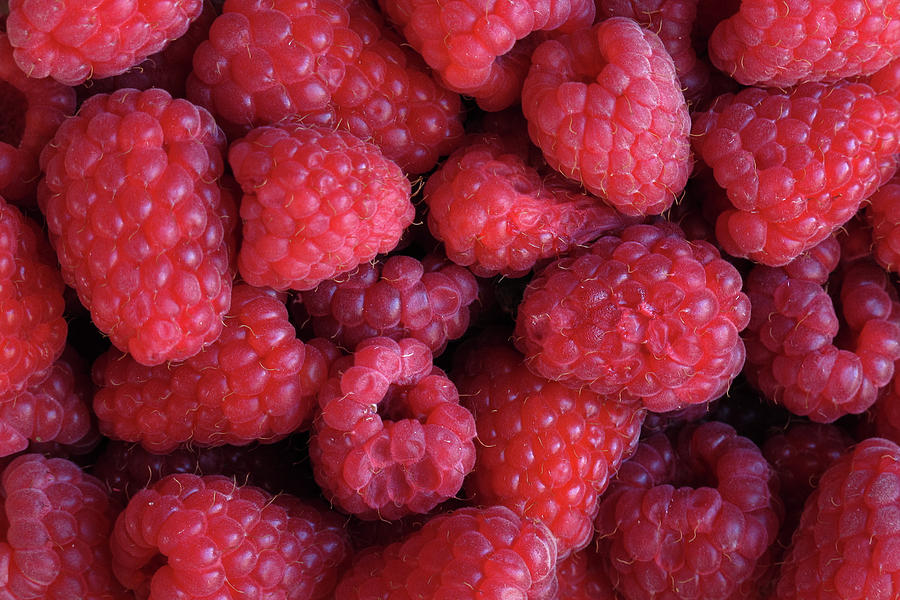Summer Berries - 365-166 Photograph by Inge Riis McDonald