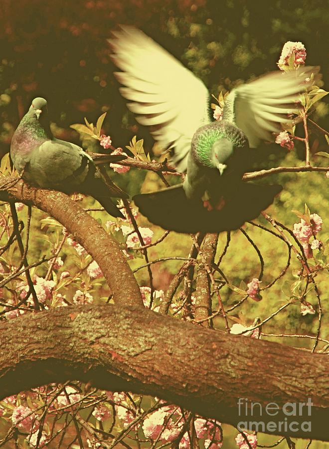 Dove Photograph - Summer Birds by Louise Fahy