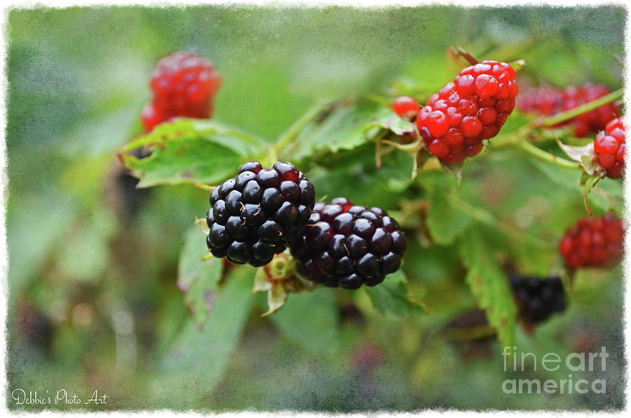 Summer Blackberries 1 Photograph by Debbie Portwood