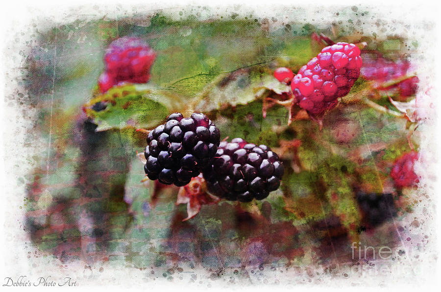 Summer Blackberries 3 Photograph by Debbie Portwood