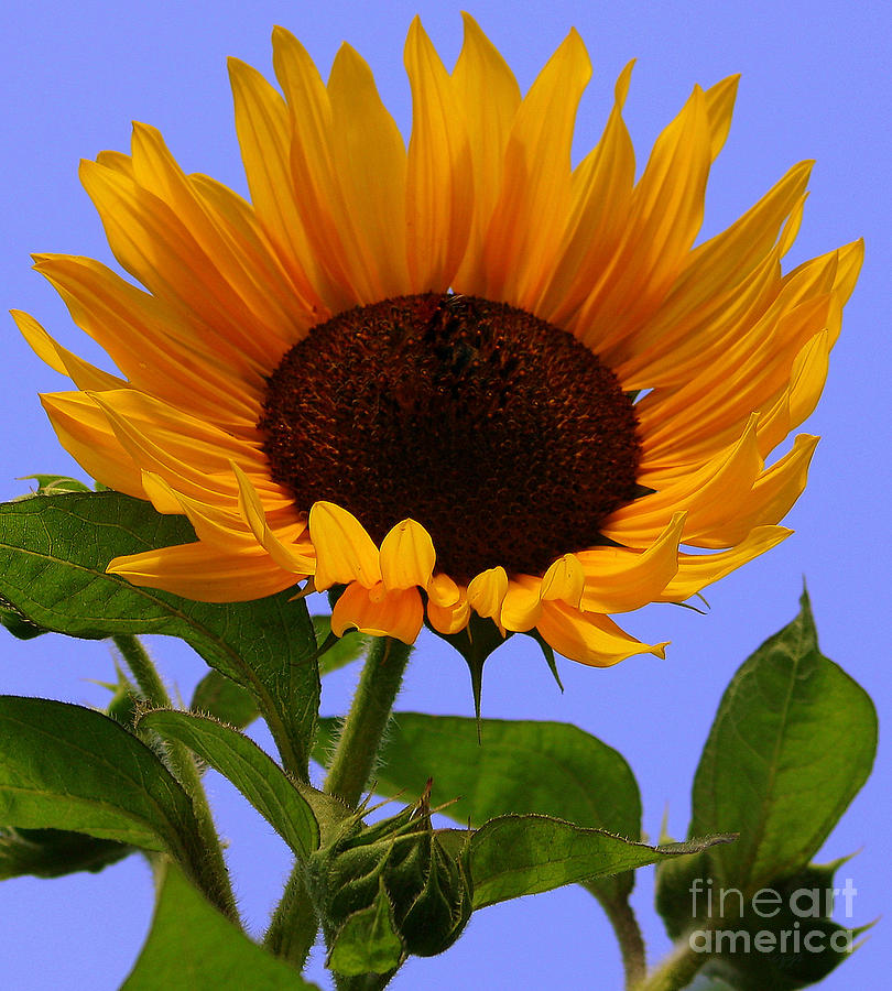 Summer Bliss Sunflower Photograph by Irene Czys