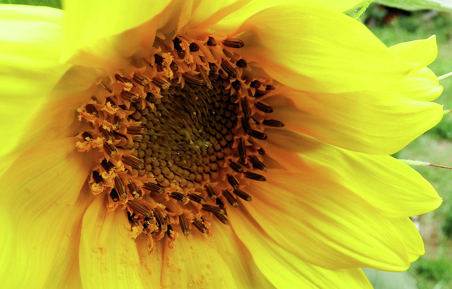 Sunflower Photograph - Summer Bloom by Cathy Harper