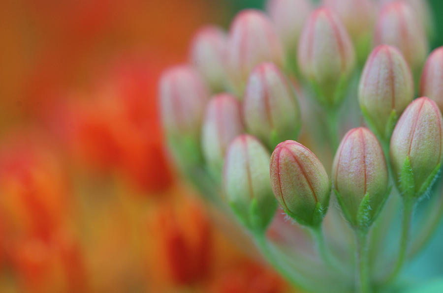 Summer Blooms Photograph by Blaine Owens Summer Blooms Photograph by Blaine Owens