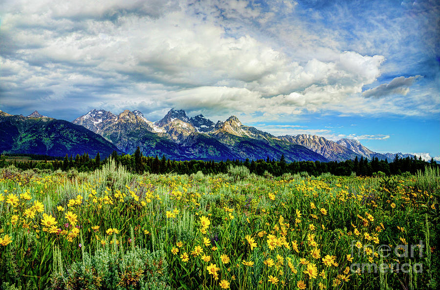 Summer Blooms in the Tetons Photograph by Jean Hutchison