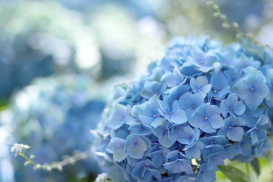 Summer Blue Photograph by Amy Stauffer - Fine Art America