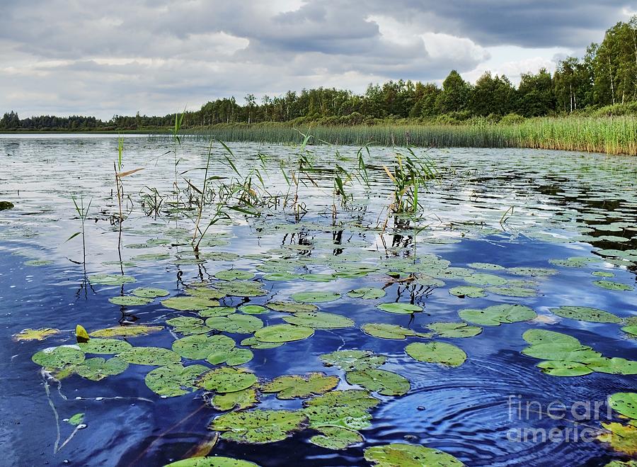 Bend Photograph - Summer Blue  Lake Under Clody Grey Sky With Forest On Coast by Vadzim Kandratsenkau