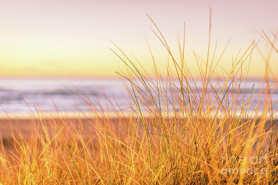 Seashore Photograph - Graceful by Inger Vaa Eriksen Seashore Photograph - Graceful by Inger Vaa Eriksen
