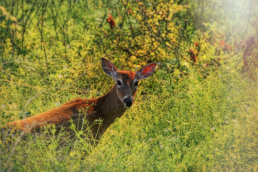 Summer Breeze Deer Photograph by Judy Vincent