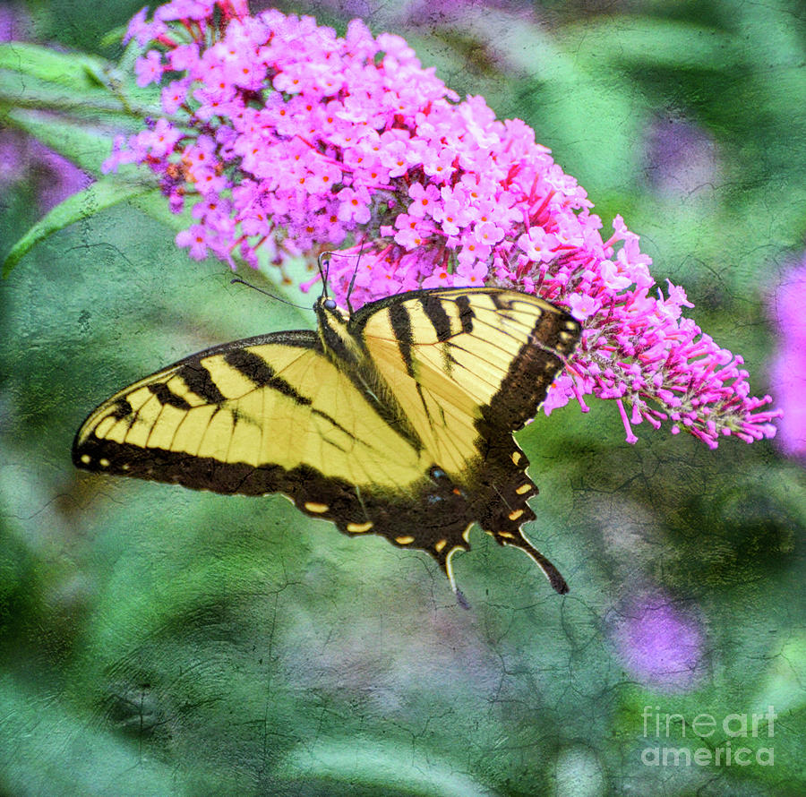 Summer Breeze - Eastern Tiger Swallowtail Butterfly Photograph by Kerri Farley