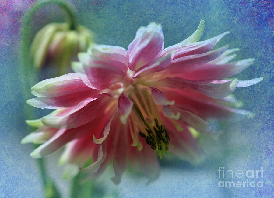 Flower Photograph - Summer Breeze by Elaine Manley