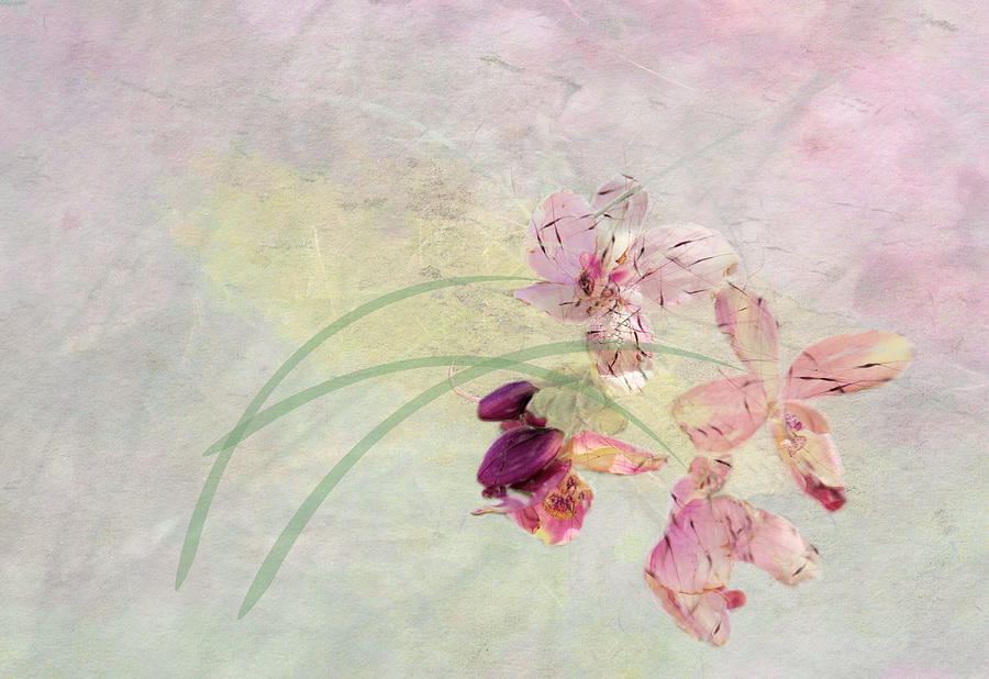 Flower Photograph - Summer Breeze by Rosalie Scanlon