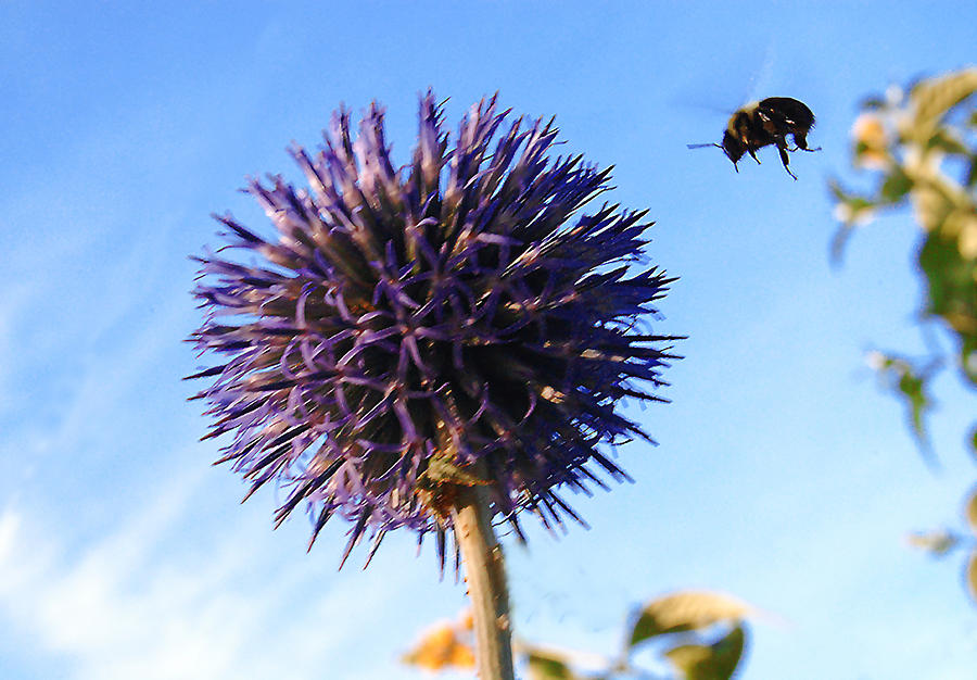 Summer Busy Bee by Roger Bester Summer Busy Bee by Roger Bester
