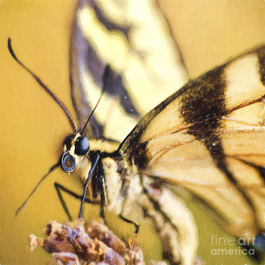 Butterfly Photograph - Summer Butterfly by Darren Fisher