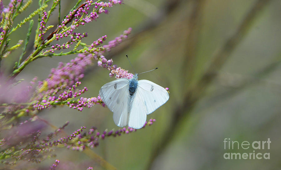 Summer Butterfly Photograph by Dennis Hammer