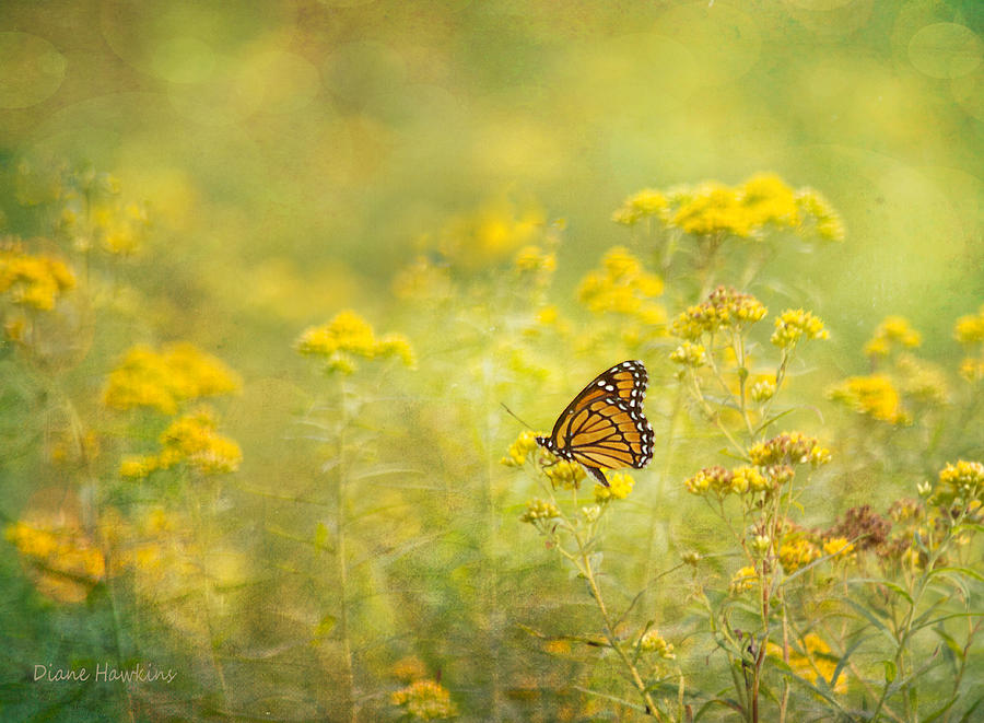 Summer Photograph - Summer butterfly by Diane Hawkins