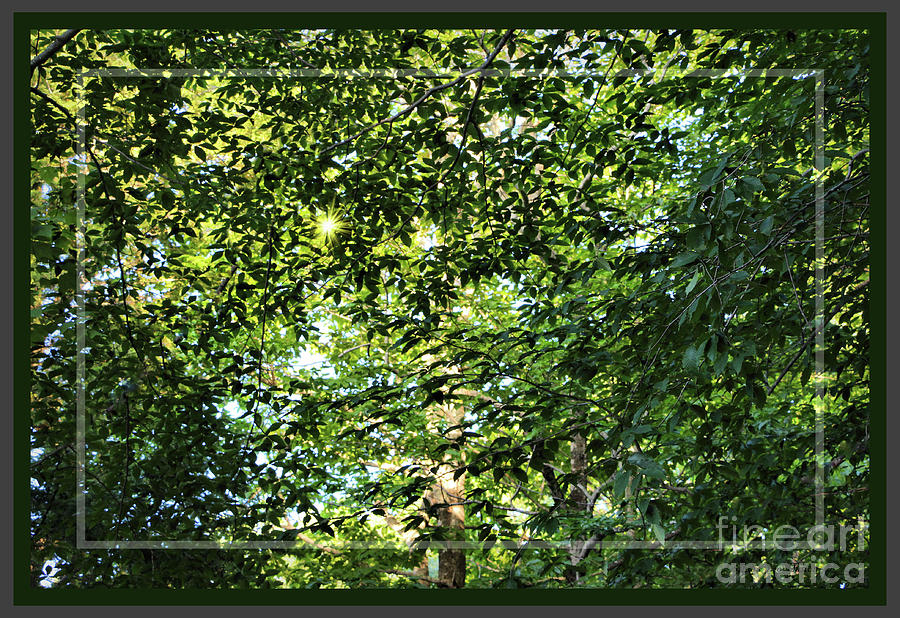 Summer Canopy, Framed Photograph by Sandra Huston