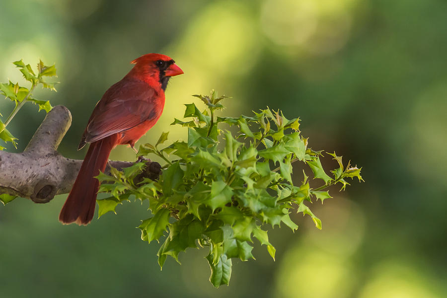 Summer Cardinal New Jersey Photograph by Terry DeLuco