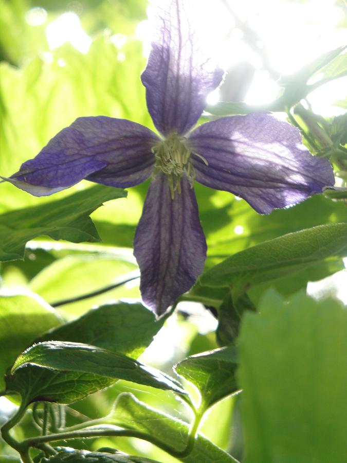 Summer Clematis In Light Shade Photograph by Susan Baker