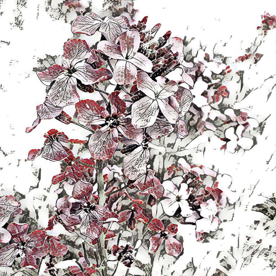 Summer Clematis Digital Art by Mary Hines