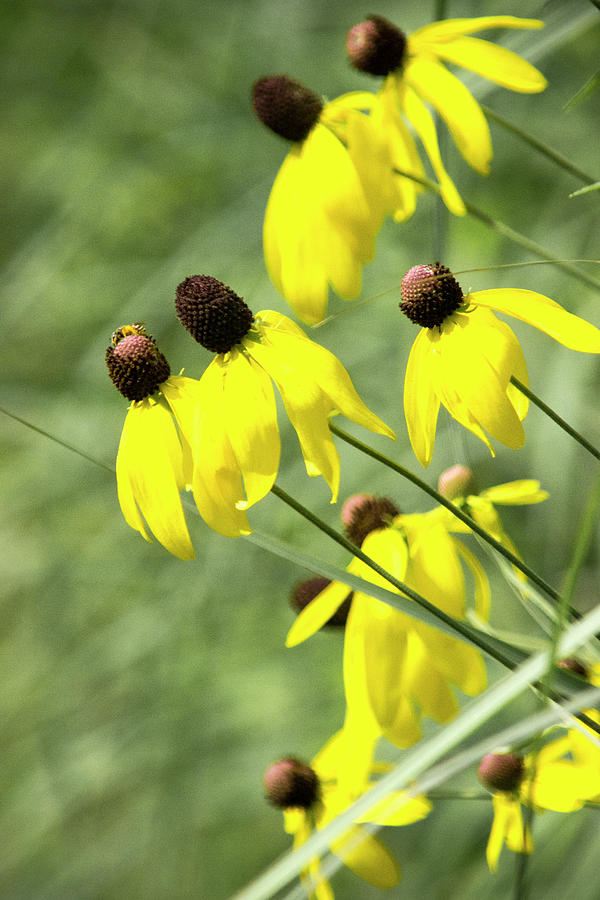 Flower Photograph - Summer Cone Flower by Tammy Franck