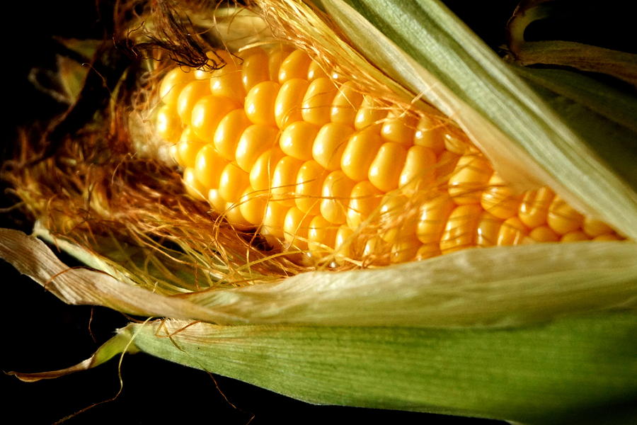 Summer Corn XL Farm Nature Harvest Photograph by Katy Hawk