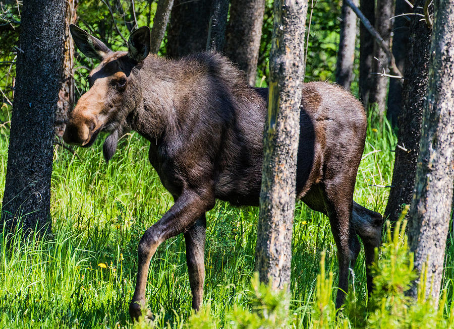 Summer Cow Moose Photograph by Mindy Musick King