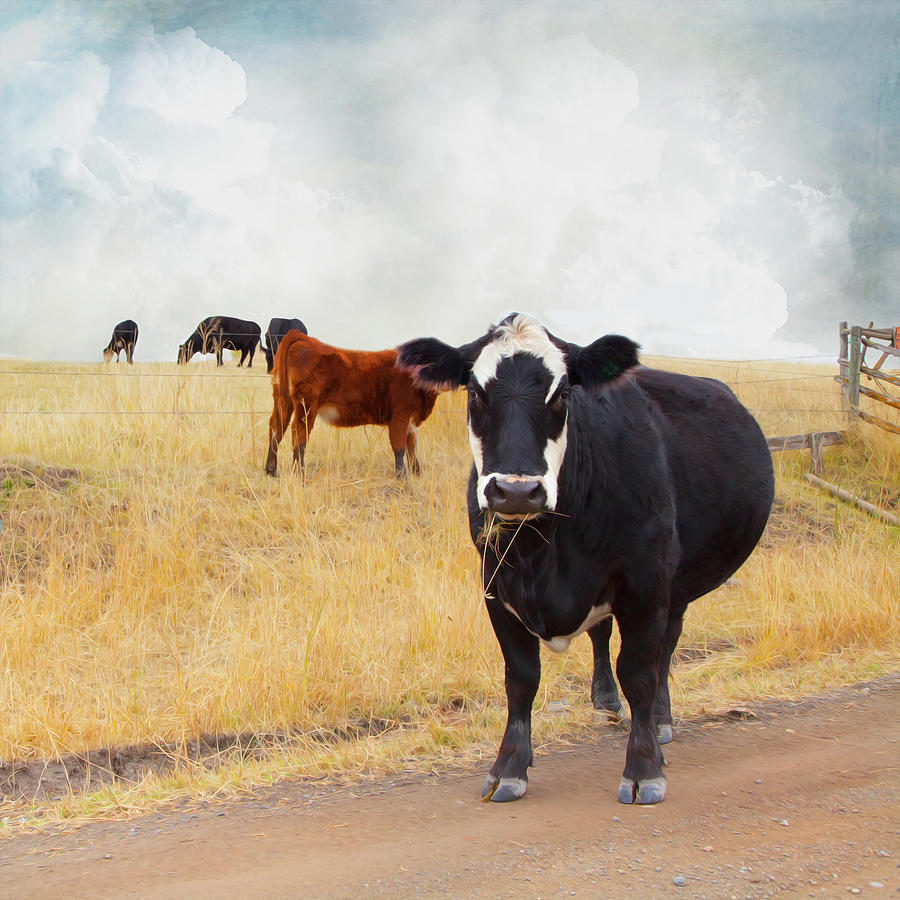 Summer Cows Photograph by Theresa Tahara