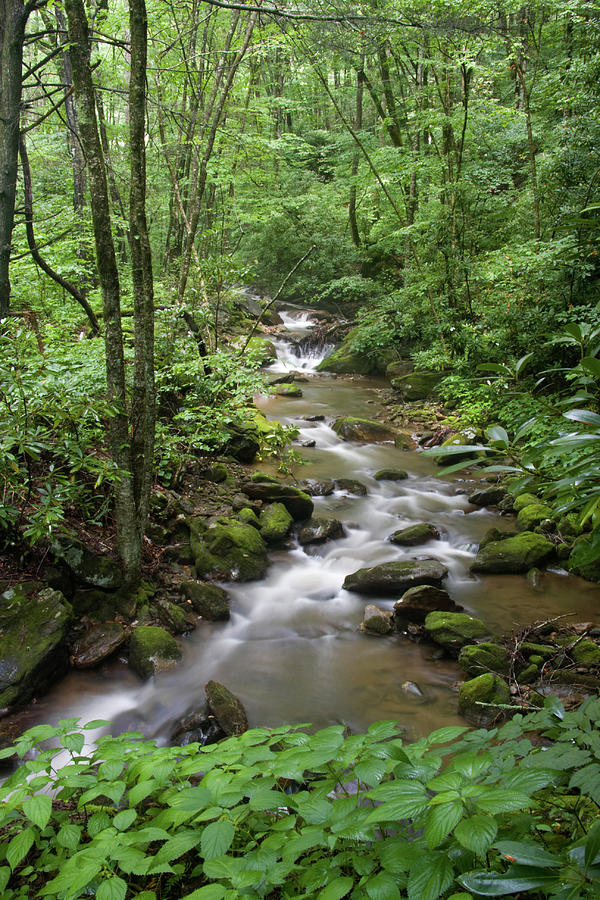 Summer Creek Photograph