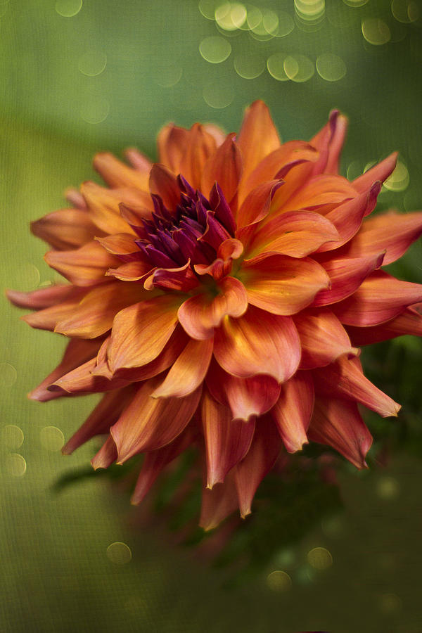Summer Dahlia Photograph by Wes and Dotty Weber