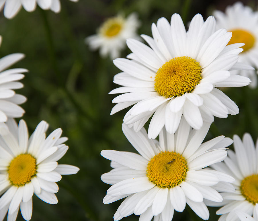 Summer Daisies Photograph By Dee Carpenter 