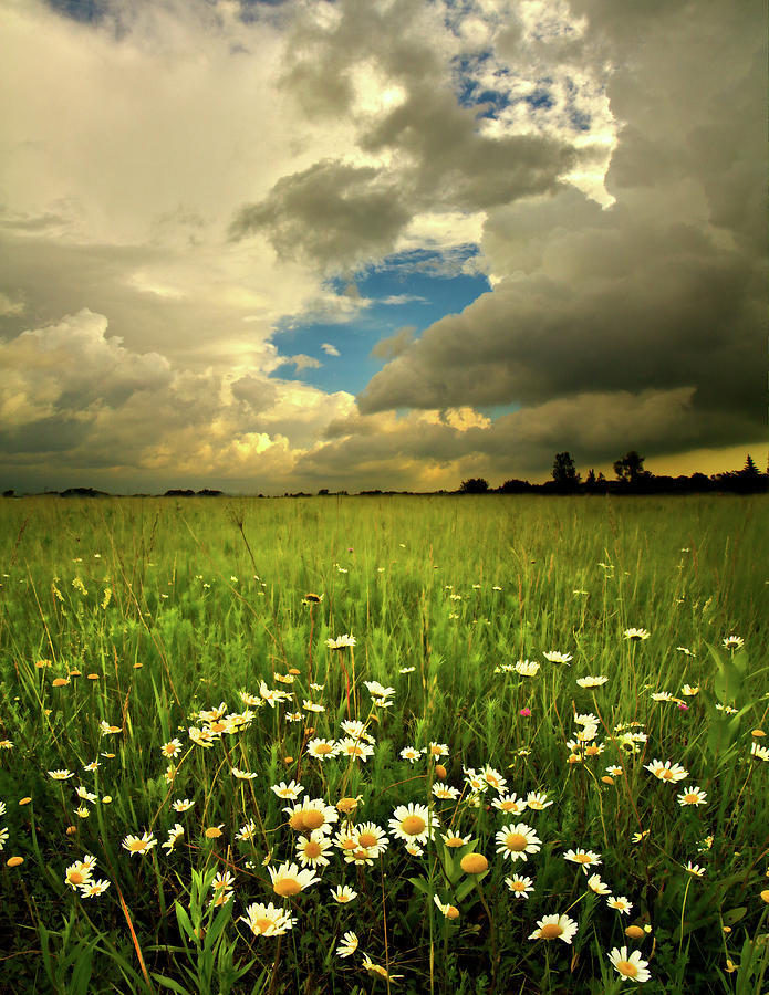 Landscape Photograph - Summer Daisies by Phil Koch
