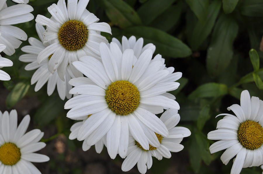 Summer daisy Photograph by Patricia Holmes - Fine Art America