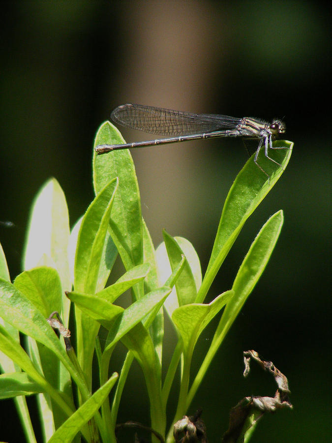 Insects Photograph - Summer Damselfly by Margie Avellino