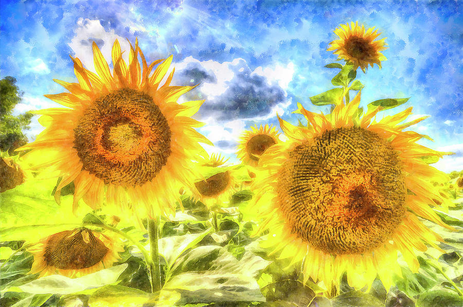 Summer Day Sunflowers Art Photograph by David Pyatt