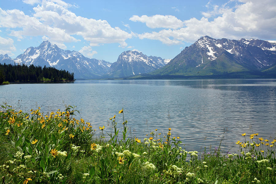 Summer Day with Flowers in Grand Teton National Park Photograph by Bruce Gourley
