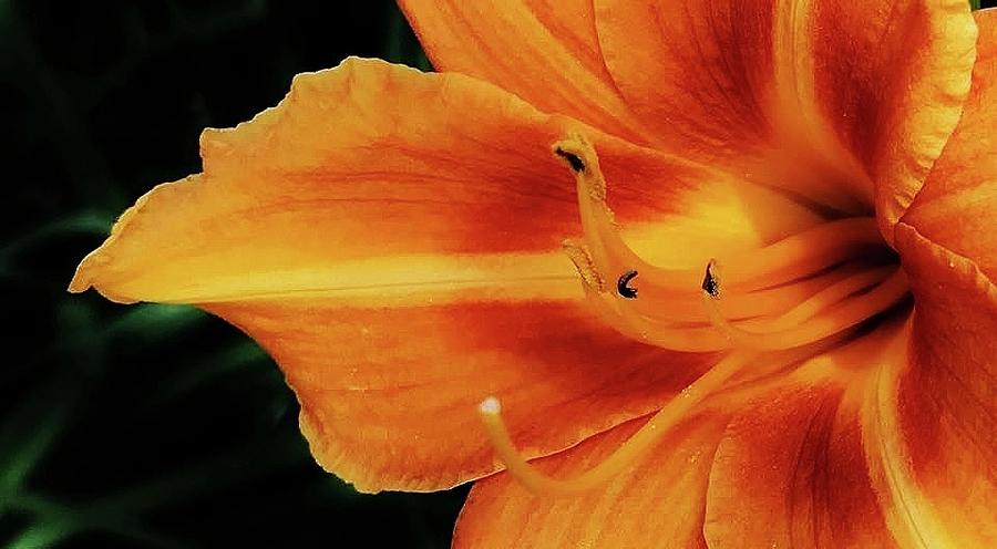 Summer Daylily Photograph by Bruce Bley