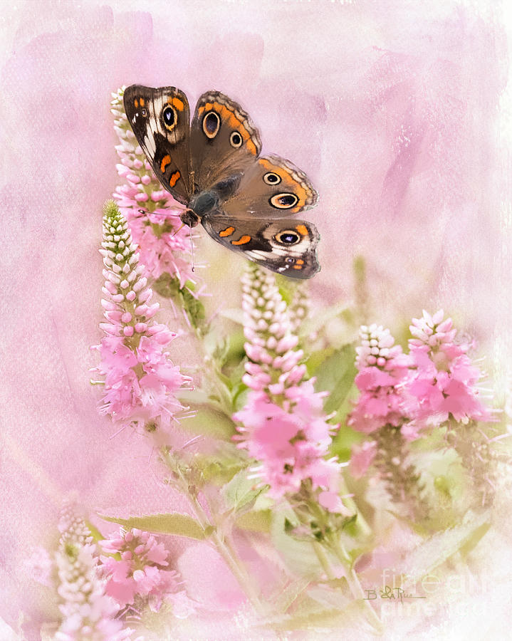 Butterfly Photograph - Summer Daze by Betty LaRue