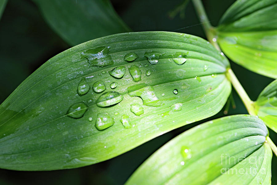 Summer Dew Drops Photograph by Mary Haber