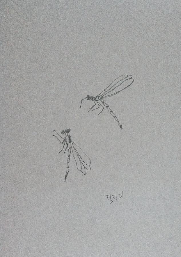 Summer dragonfly  Drawing by Hae Kim