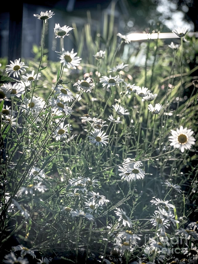 Daisy Photograph - Summer Dreamin by James Aiken