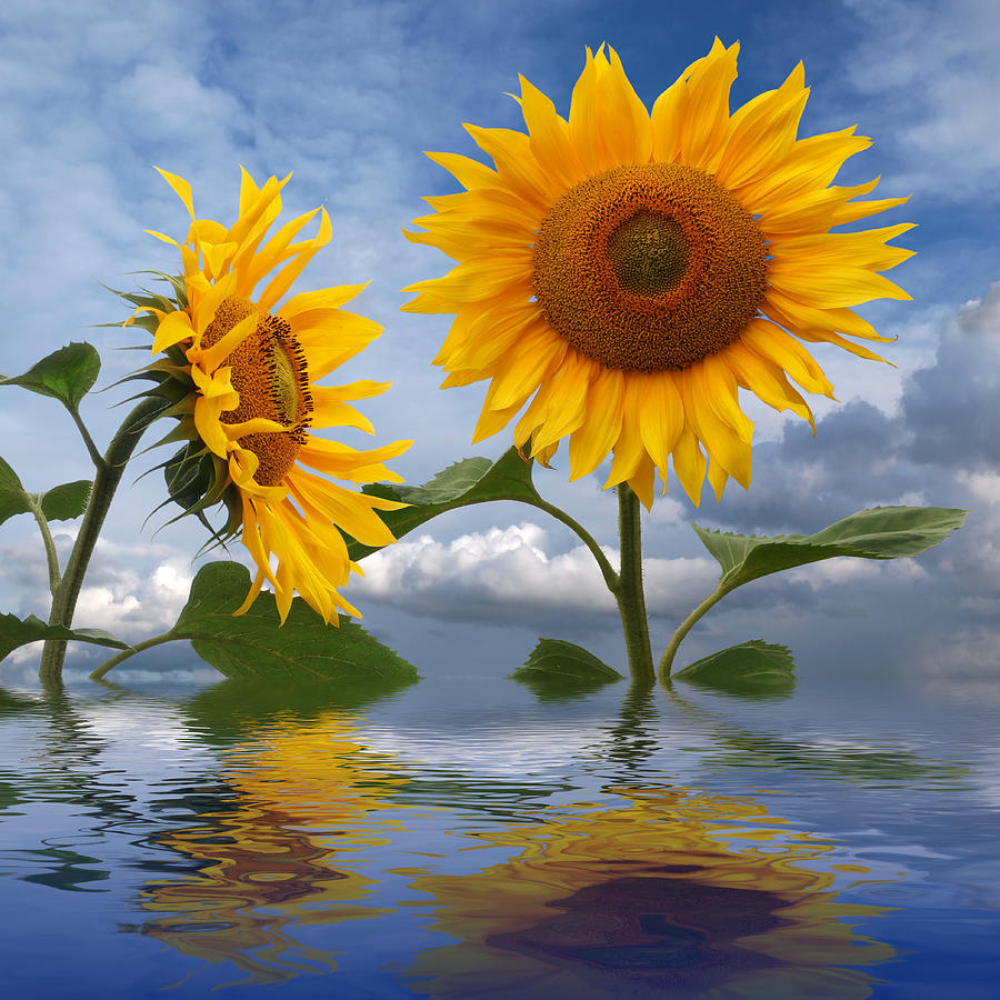 Summer Dreams - Sunflower Reflections Photograph by Gill Billington
