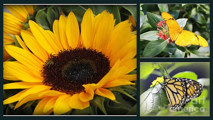 Summer Dreams - Sunflowers and Butterflies Photograph by Dora Sofia Caputo