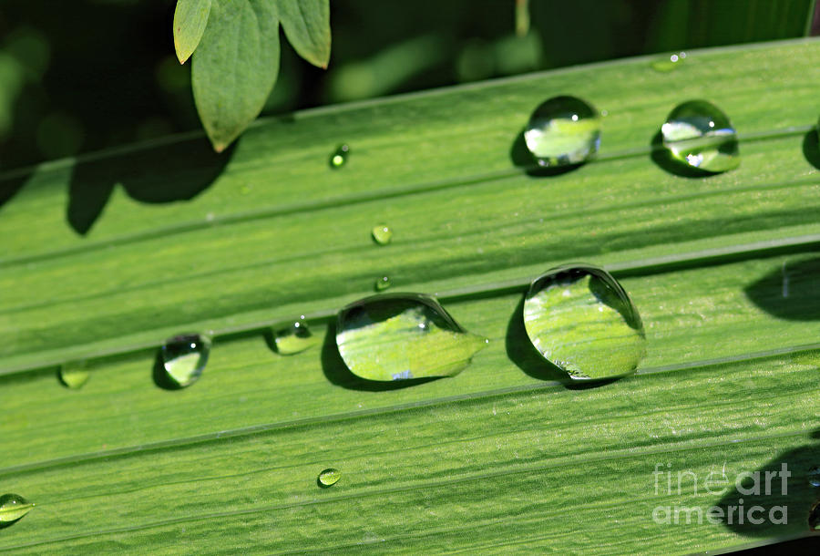 Summer Droplets Photograph by Mary Haber