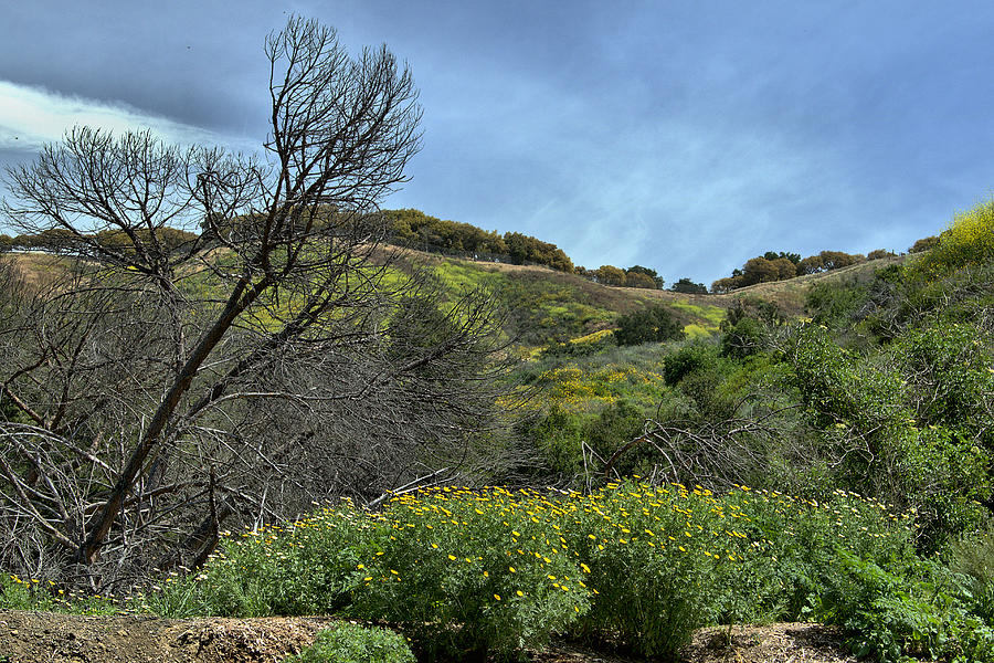 Summer Drought and Spring Bloom Photograph by Michael Gordon