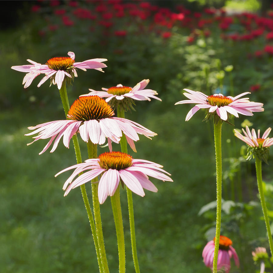 Summer Echinacea I Photograph by Marianne Campolongo