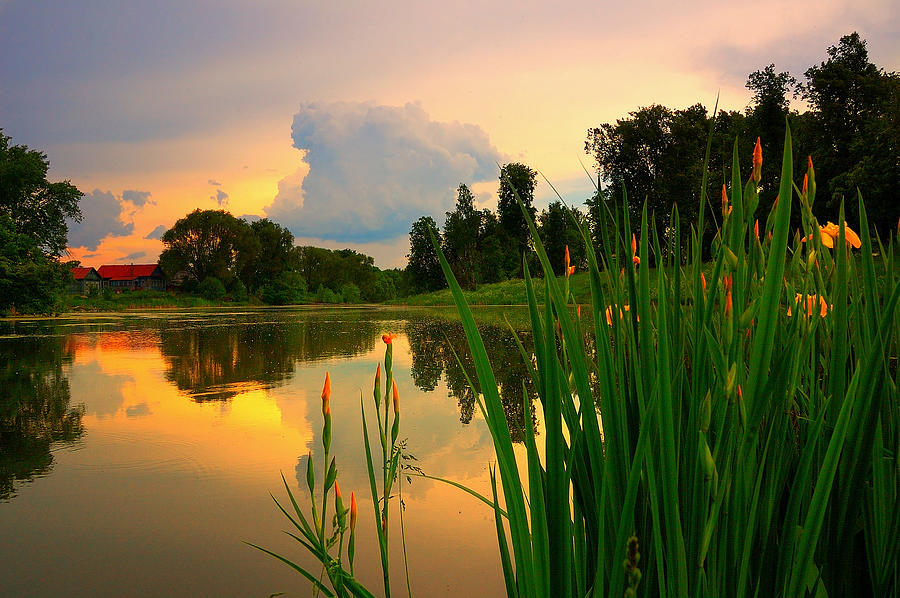 Nature Photograph - Summer evening at the pond by Yuri Hope