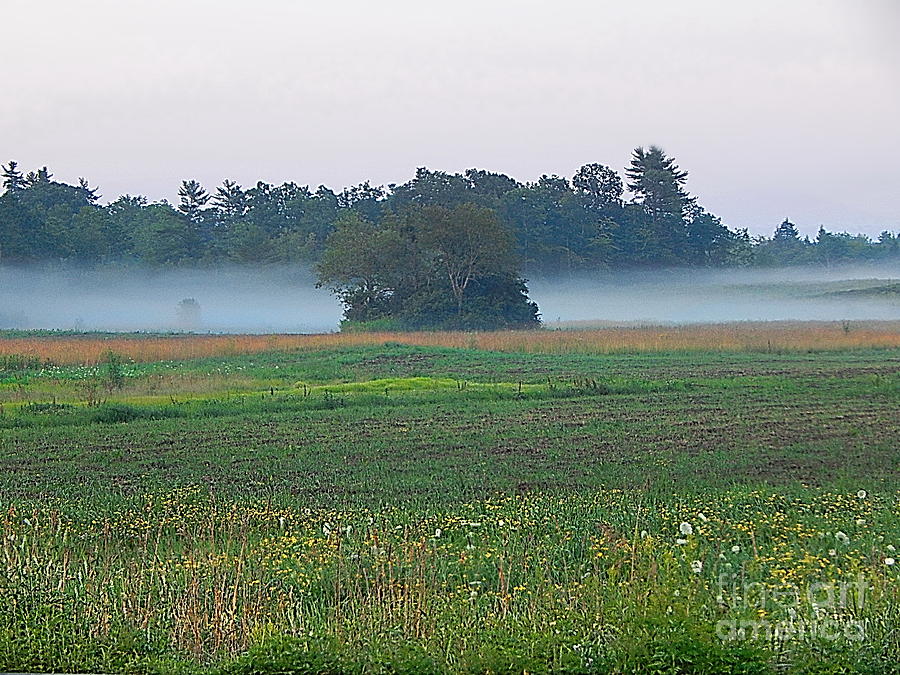 Summer evening fog Photograph by Priscilla Batzell Expressionist Art Studio Gallery