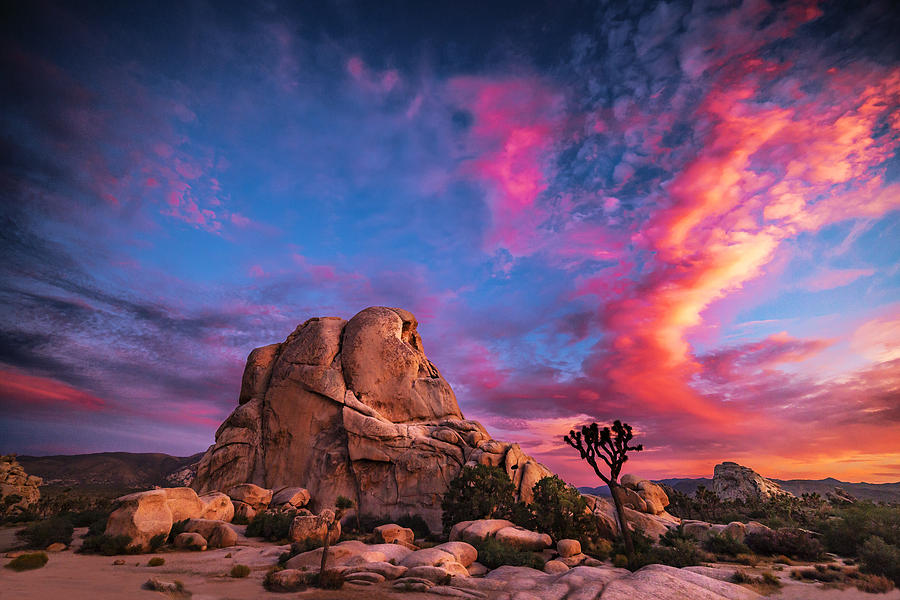 Summer Evening Joshua Tree Photograph by Casey Kiernan - Fine Art America