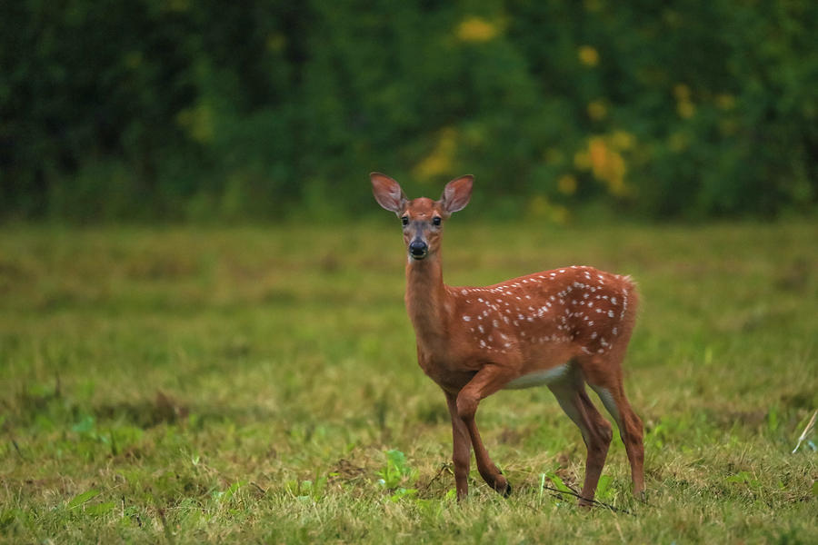 Summer Fawn Photograph by Dan Sproul