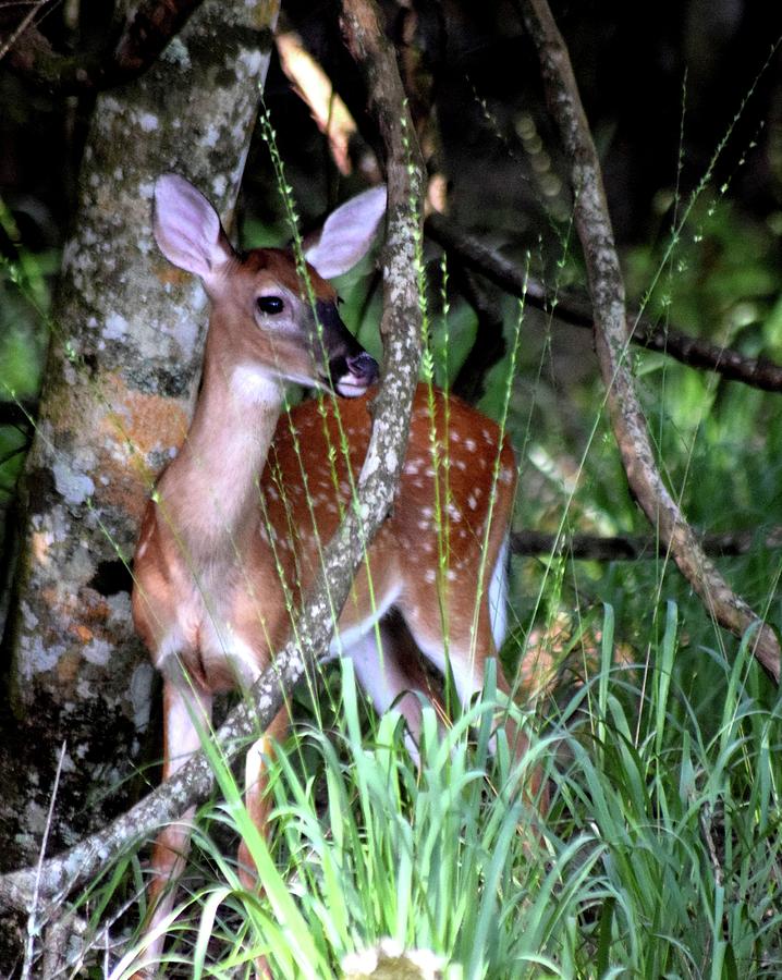 Summer Fawn Photograph by Sheri McLeroy